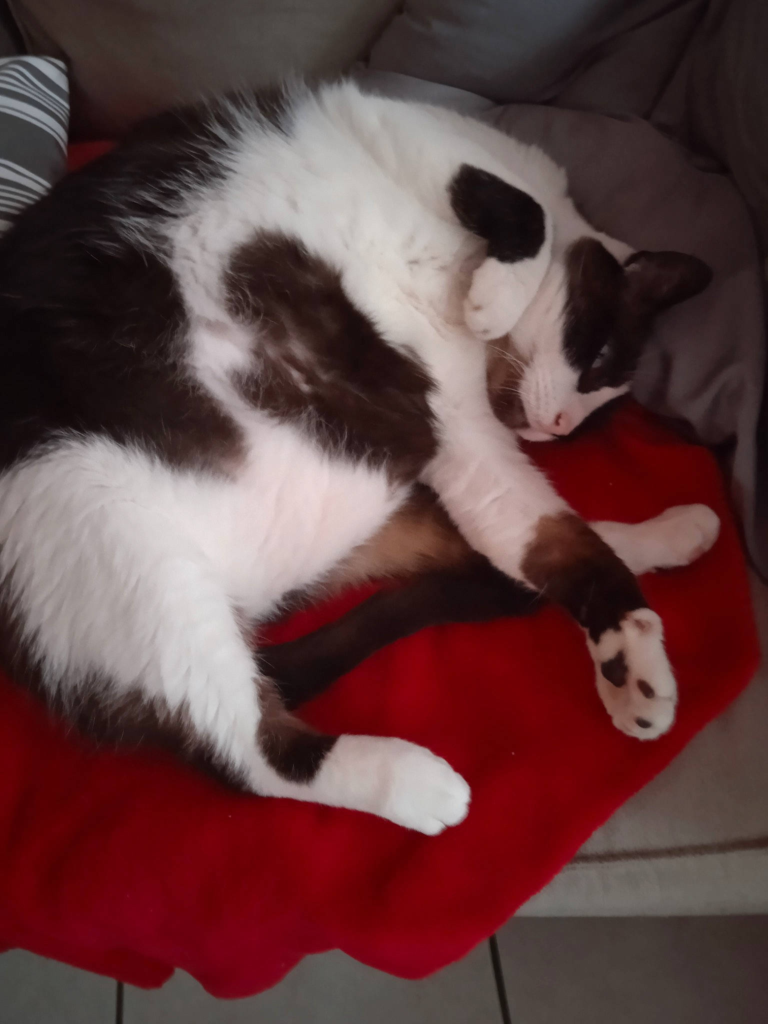 Castor a rejoint le concours — aidez-le/la à gagner de superbes lots ! canidae, carmine, carnivore, cat, cat_supply, claw, comfort, companion_dog, dog_breed, domestic_short_haired_cat, felidae, flooring, fur, lap, paw, small_to_medium_sized_cats, snout, sporting_group, tail, whiskers