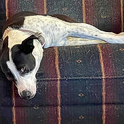 Nora joined the competition — help win amazing prizes! dog, black_and_white, couch, pet_hair, collar, indoor, wooden_armrest, resting, looking, furniture, striped_pattern, relaxed, animal, canine, home, laying_down, sideways_gaze, domestic, comfort, fur
