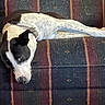 dog, black_and_white, couch, pet_hair, collar, indoor, wooden_armrest, resting, looking, furniture, striped_pattern, relaxed, animal, canine, home, laying_down, sideways_gaze, domestic, comfort, fur