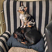 Ruben a rejoint le concours — aidez-le/la à gagner de superbes lots ! dog, pets, animal, sleeping, sitting, chair, striped, cushion, indoor, cozy, black_dog, spotted_dog, ears, fur, resting, companion, cute, small_dog, home, relaxing