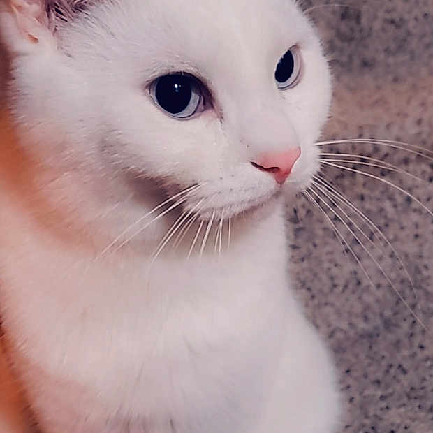 Casper joined the competition — help win amazing prizes! aegean_cat, american_curl, american_wirehair, asian, burmilla, carnivore, cat, domestic_short_haired_cat, eye, felidae, khao_manee, kitten, mammal, nose, small_to_medium_sized_cats, snout, turkish_angora, turkish_van, vertebrate, whiskers