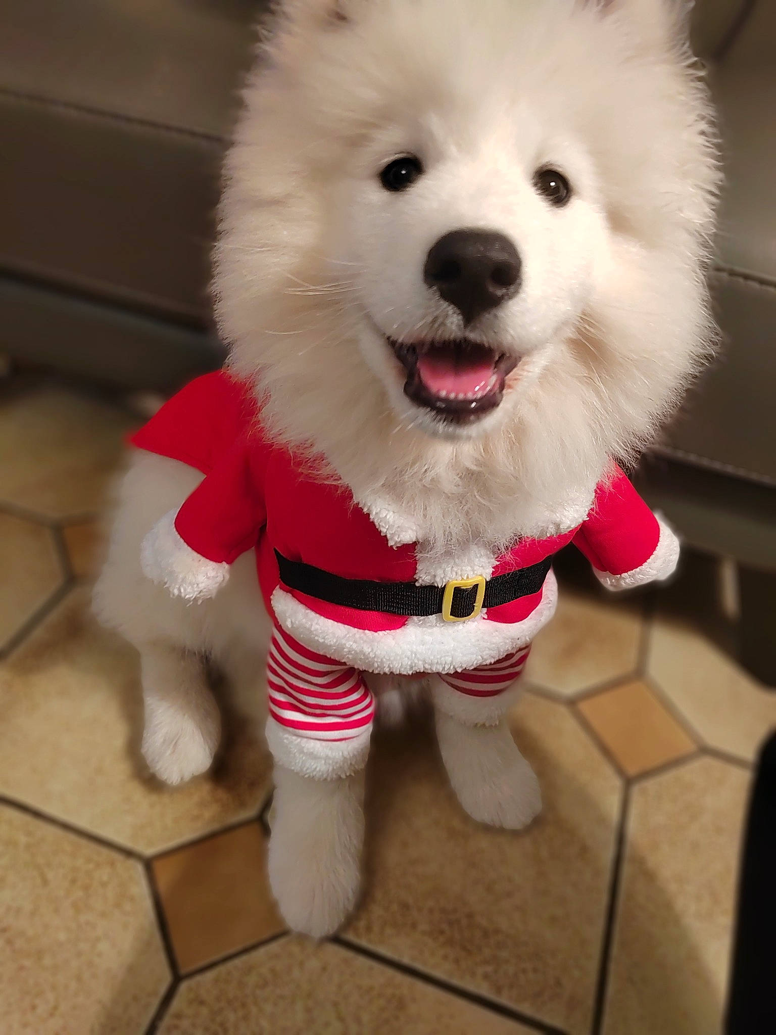 Théodore a rejoint le concours — aidez-le/la à gagner de superbes lots ! american_eskimo_dog, canidae, carnivore, collar, companion_dog, dog, dog_breed, dog_clothes, dog_supply, firefighter, fur, german_spitz, german_spitz_klein, pomeranian, snout, spitz, sporting_group, toy_dog, volpino_italiano, working_animal