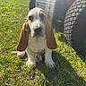 animal, basset_hound, cute, daylight, dog, ears, grass, greenery, looking, mammal, nature, outdoor, pet, puppy, sitting, sunflare, sunlight, tire, vehicle, young_dog