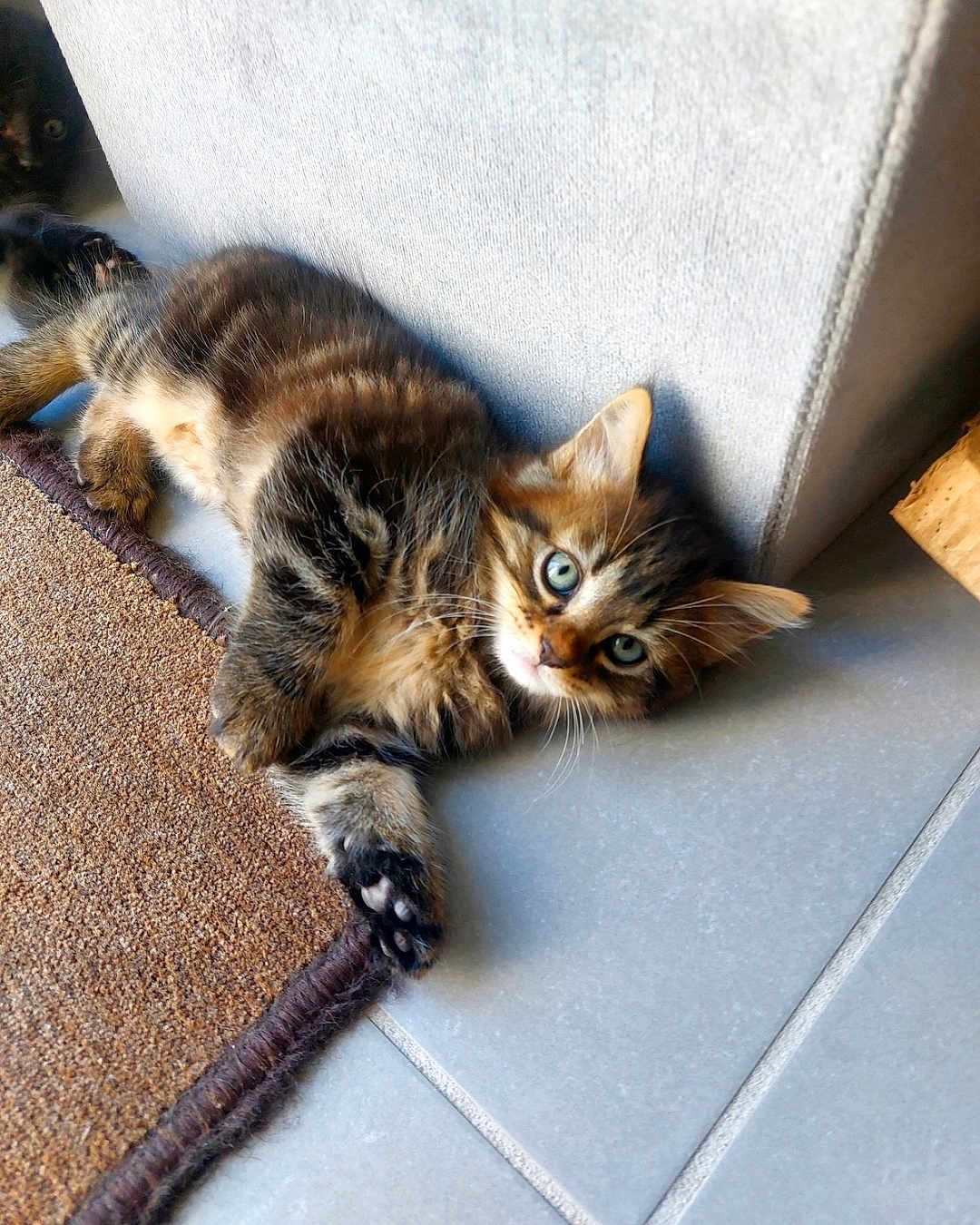 Kinder a rejoint le concours — aidez-le/la à gagner de superbes lots ! kitten, cat, tabby, fur, eyes, floor, tile, rug, pet, animal, resting, cute, curious, indoor, cozy, corner, paw, whiskers, young, relaxed