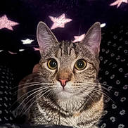 Sadie joined the competition — help win amazing prizes! animal, background, black, cat, closeup, curious, cute, ears, eyes, face, fur, indoor, mammal, night, pattern, pet, portrait, stars, tabby, whiskers