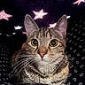 cat, tabby, whiskers, ears, eyes, fur, closeup, portrait, indoor, stars, pattern, night, cute, animal, pet, mammal, face, curious, background, black
