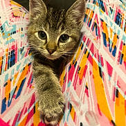 Sadie joined the competition — help win amazing prizes! cat, closeup, colorful, cute, ears, eyes, face, indoor, kitten, lap, looking_at_camera, pajamas, patterned_fabric, paw, pet, portrait, small, tabby, whiskers, young