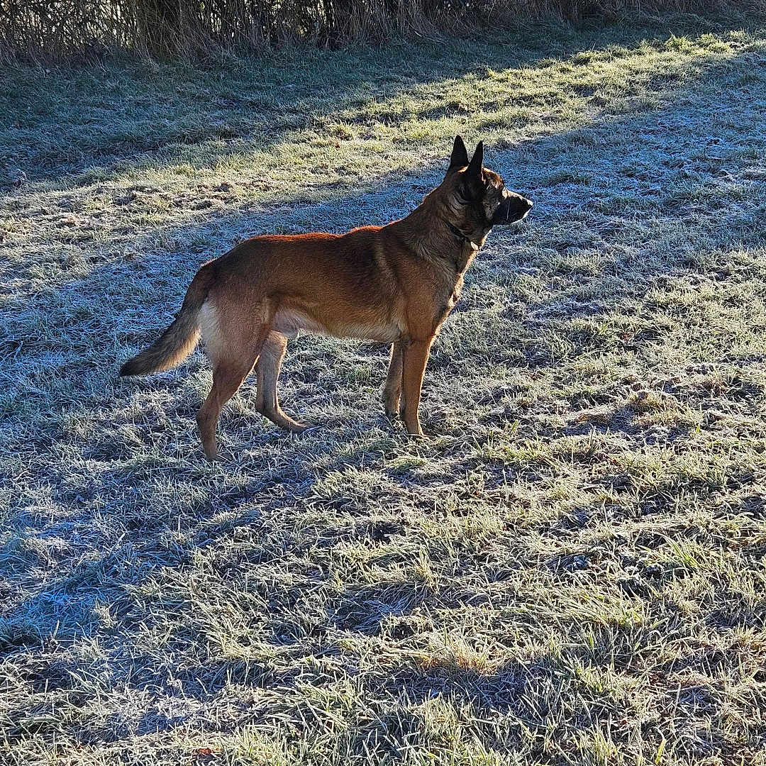Kaya a rejoint le concours — aidez-le/la à gagner de superbes lots ! alert, animal, brown_dog, calm, canine, cold, daylight, dog, field, frost, grass, leafless_bushes, morning, nature, outdoor, quiet, shadow, standing, sunlight, winter