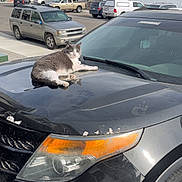Jeffery is registered to the contest to win money with this photo: animal, car, cat, daytime, gray_cat, hood, house, neighborhood, outdoor, parked_car, pet, quiet, relaxed, residential_area, sky, street, suburban, sunlight, vehicle, white_cat