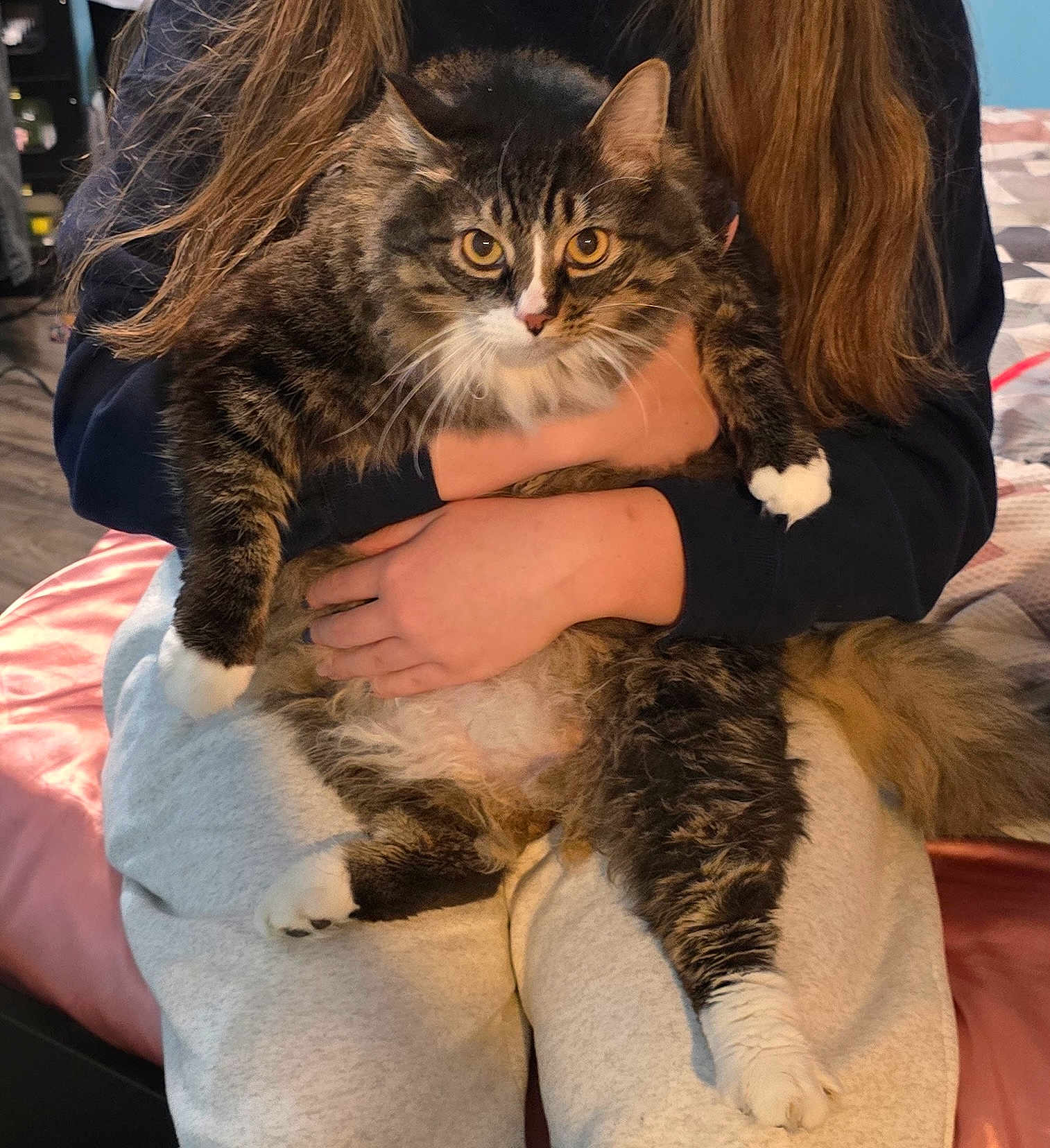 Snowball is registered to the contest to win money with this photo: cat, tabby_cat, white_paws, fluffy_fur, person, long_hair, sweatpants, dark_shirt, bed, blanket, indoor, hands, holding, cute, pet, feline, cozy, relaxed, looking_at_camera, close_up