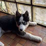 Loki participe au concours pour gagner de l'argent avec cette photo : husky, puppy, dog, indoor, tile_floor, glass_blocks, blue_eyes, black_and_white_fur, laying_down, curious, pet, animal, floor, window, resting, young_dog, canine, close_up, domestic_animal, portrait