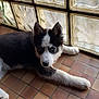 husky, puppy, dog, indoor, tile_floor, glass_blocks, blue_eyes, black_and_white_fur, laying_down, curious, pet, animal, floor, window, resting, young_dog, canine, close_up, domestic_animal, portrait