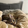cat, kitten, tabby, blanket, cozy, cute, pet, fur, indoor, resting, sleepy, soft, warm, comfort, animal, mammal, whiskers, ears, closeup, bed