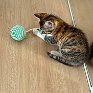 Aria a rejoint le concours — aidez-le/la à gagner de superbes lots ! kitten, cat, tabby, toy, yarn_ball, wooden_floor, paw, playful, fur, striped, curious, pet, indoor, reflection, mirror, small_animal, cute, animal, floor, domestic_cat