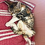 Aria a rejoint le concours — aidez-le/la à gagner de superbes lots ! kitten, cat, sleeping, blanket, striped, red, white, pink, cozy, cute, fur, pet, animal, indoors, resting, paw, soft, young, domestic_cat, relaxing
