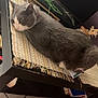 cat, gray_cat, white_cat, table, woven_runner, remote_control, wooden_table, floor_tiles, indoor, pet, resting, furniture, purple_wall, domestic, animal, lazy, close_up, side_view, household, cozy