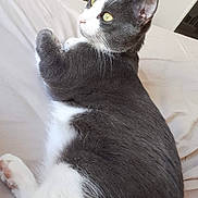 Toa a rejoint le concours — aidez-le/la à gagner de superbes lots ! cat, gray_cat, white_fur, yellow_eyes, pet, indoor, bed, resting, animal, feline, close_up, fur, whiskers, cute, domestic_cat, relaxed, laying_down, soft_texture, household, cozy