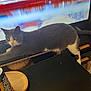 cat, gray_cat, white_cat, stretching, television, table, can, soda_can, wooden_plate, black_surface, indoor, furniture, floor_tiles, relaxed, pet, animal, domestic_cat, whiskers, tail, ears