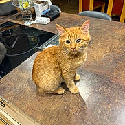 Méliane a rejoint le concours — aidez-le/la à gagner de superbes lots ! animal, box, cat, chair, countertop, cozy, cute, domestic_cat, fur, furniture, ginger_cat, household, indoor, kitchen, orange_fur, pet, sitting, table, water_bottle, whiskers