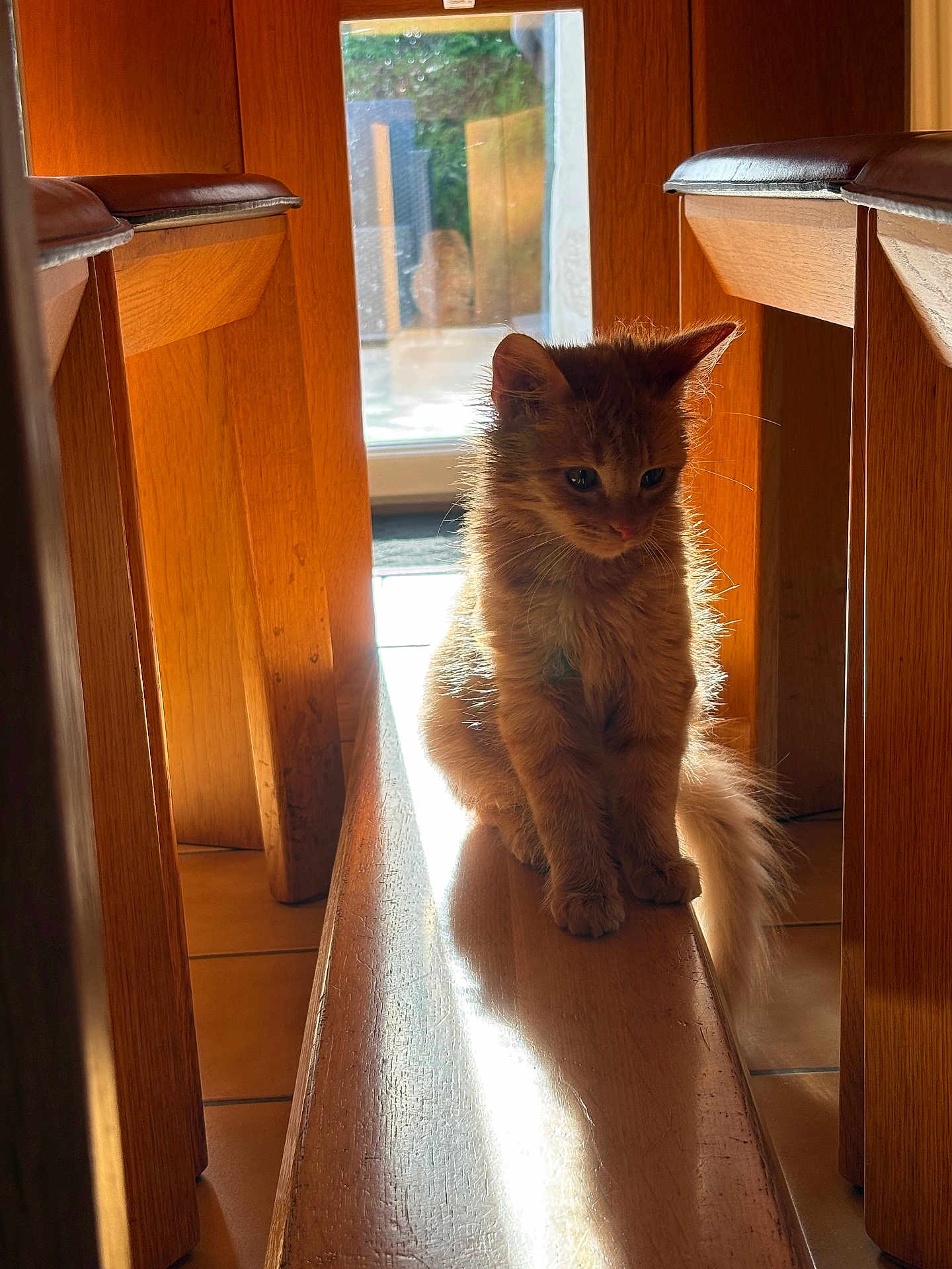 Méliane a rejoint le concours — aidez-le/la à gagner de superbes lots ! animal, calm, cat, cute, domestic, floor, fluffy, furniture, indoor, kitten, natural_light, orange_cat, pet, quiet, shadow, sitting, sunlight, window, wooden_bench, young