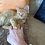 Méliane a rejoint le concours — aidez-le/la à gagner de superbes lots ! animal, blanket, cat, comfort, couch, cozy, cute, fur, furniture, hand, human, indoor, kitten, orange_tabby, paw, pet, pillow, resting, soft, whiskers