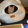 Méliane participe au concours pour gagner de l'argent avec cette photo : animal, cat, cave, cozy, curious, cute, domestic, feline, furniture, home, indoor, kitten, label, orange_cat, pet, resting, small, soft, tabletop, wool