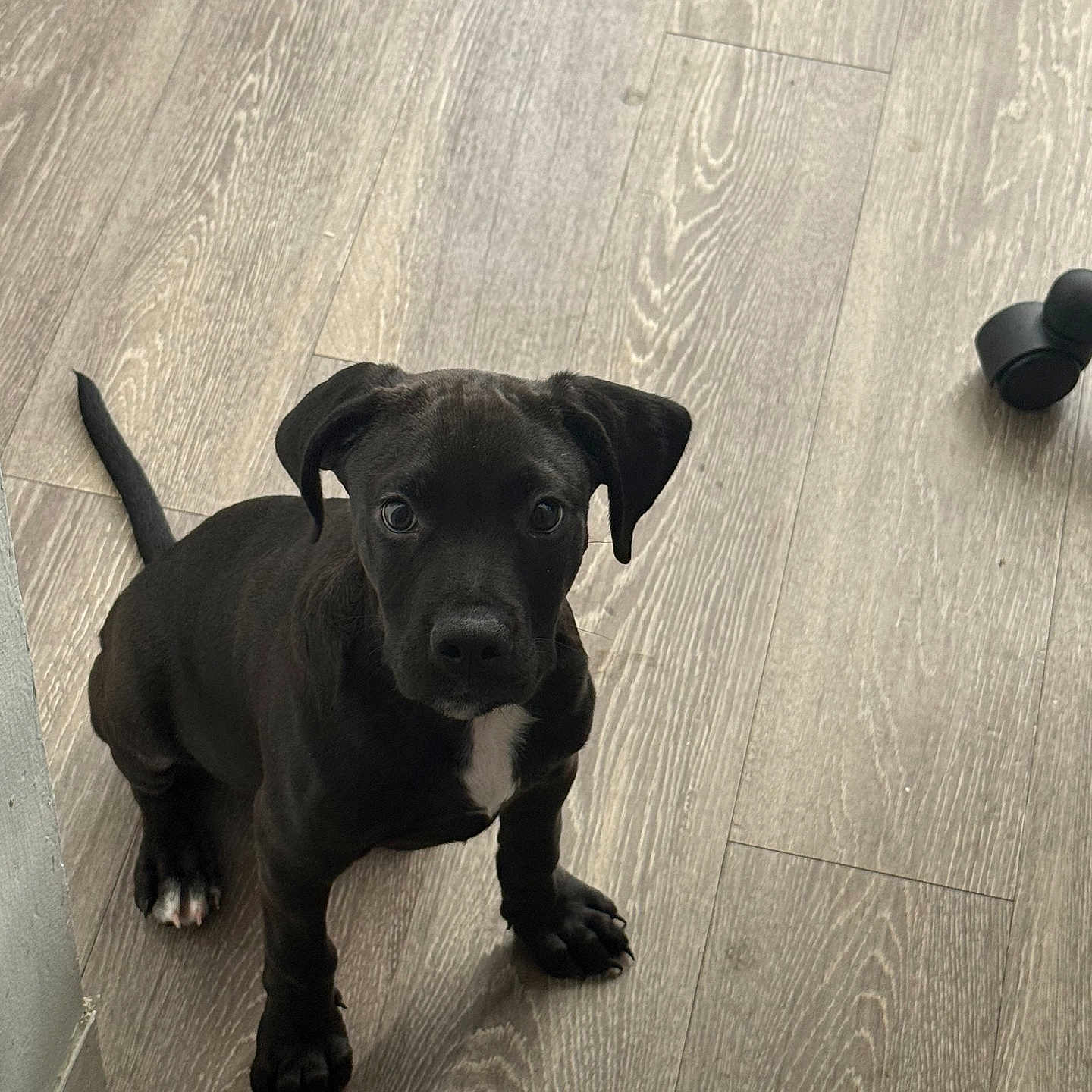 Locust joined the competition — help win amazing prizes! animal, black_dog, canine, companion, curious, cute, dog, domestic, ears, floor, home, indoor, looking_up, pet, puppy, sitting, tail, white_patch, wood_floor, young_dog