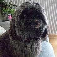 Utak participe au concours pour gagner de l'argent avec cette photo : dog, fluffy, indoor, couch, radiator, plant, pet, fur, shaggy, brown, cozy, animal, living_room, sitting, cute, companion, furniture, domestic, portrait, canine