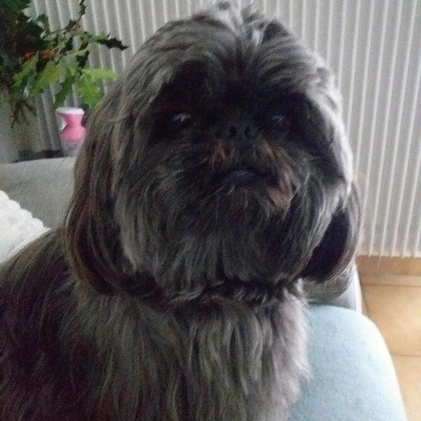 Utak participe au concours pour gagner de l'argent avec cette photo : dog, fluffy, indoor, couch, radiator, plant, pet, fur, shaggy, brown, cozy, animal, living_room, sitting, cute, companion, furniture, domestic, portrait, canine