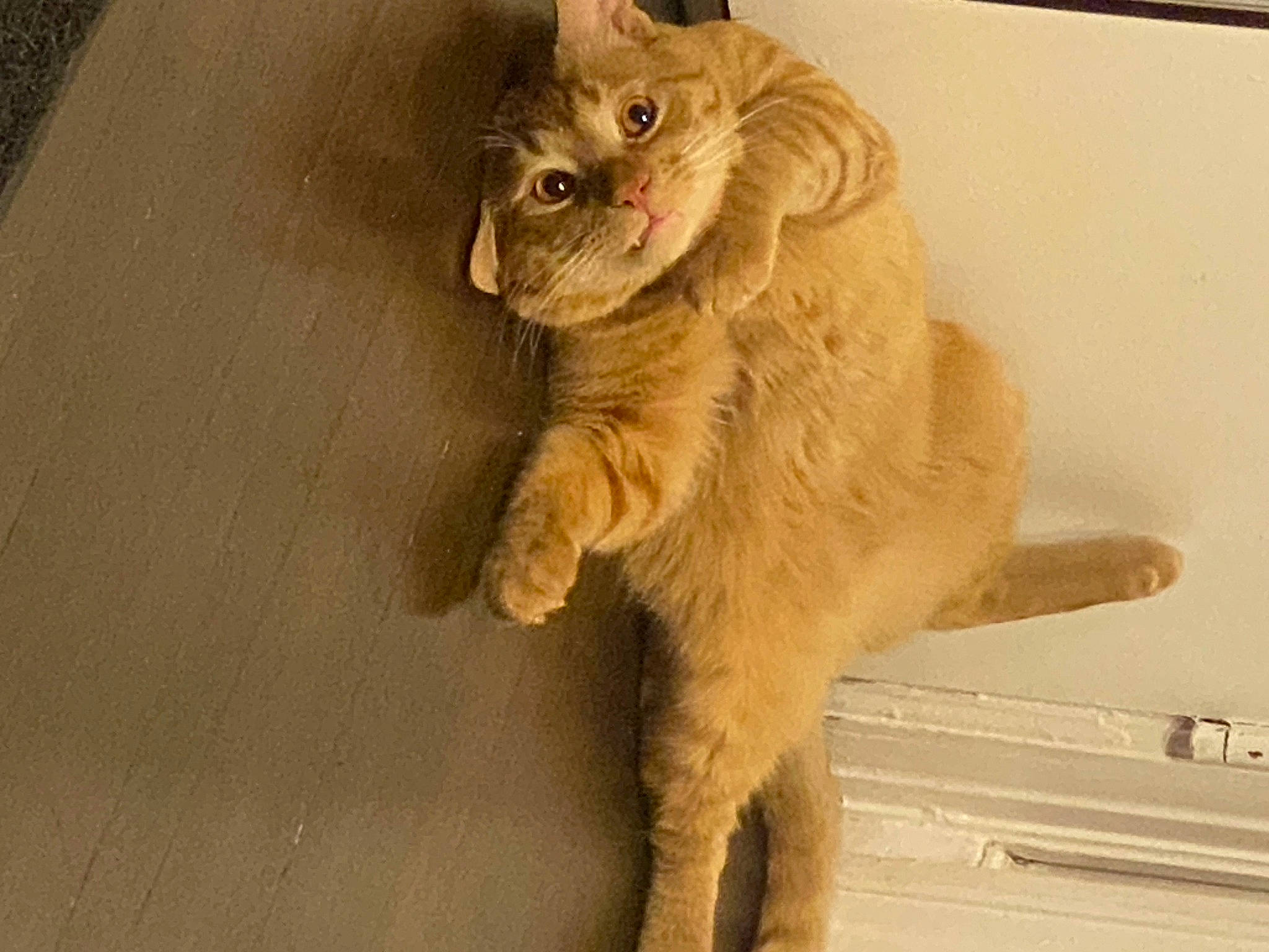 Buggy joined the competition — help win amazing prizes! art, carnivore, cat, claw, domestic_short_haired_cat, fawn, felidae, flooring, fur, paw, small_to_medium_sized_cats, snout, tail, terrestrial_animal, whiskers, wildlife, window, wood