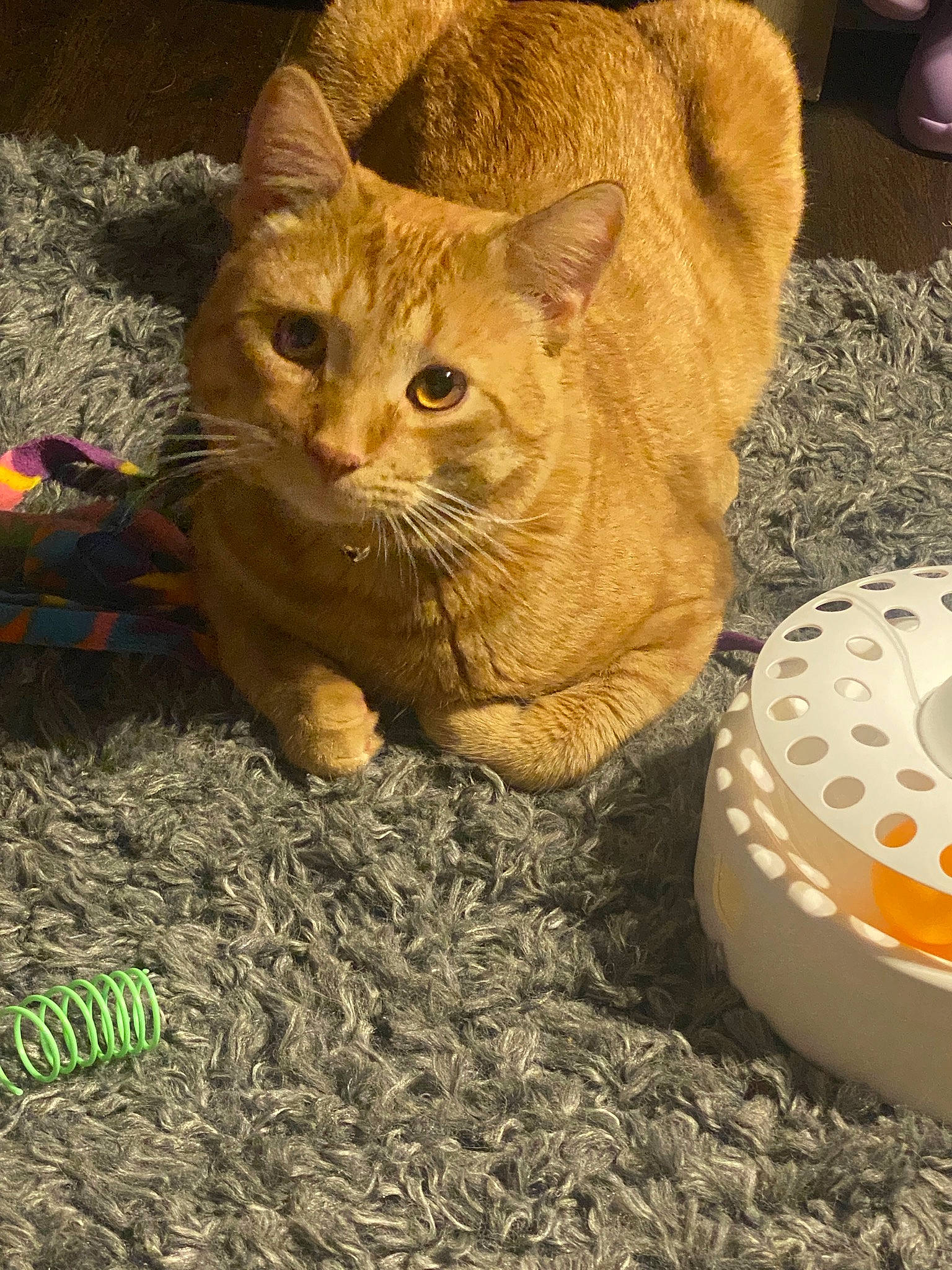 Buggy joined the competition — help win amazing prizes! automotive_tire, carnivore, cat, circle, claw, domestic_short_haired_cat, fawn, felidae, flooring, fur, grass, paw, small_to_medium_sized_cats, snout, tail, terrestrial_animal, whiskers, wildlife, wood, wrinkle