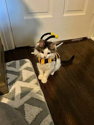 Poppy is registered to the contest to win money with this photo: canidae, carnivore, comfort, companion_dog, dog_breed, fawn, felidae, floor, flooring, fur, hardwood, laminate_flooring, paw, room, small_to_medium_sized_cats, sporting_group, tail, whiskers, wood, wood_flooring