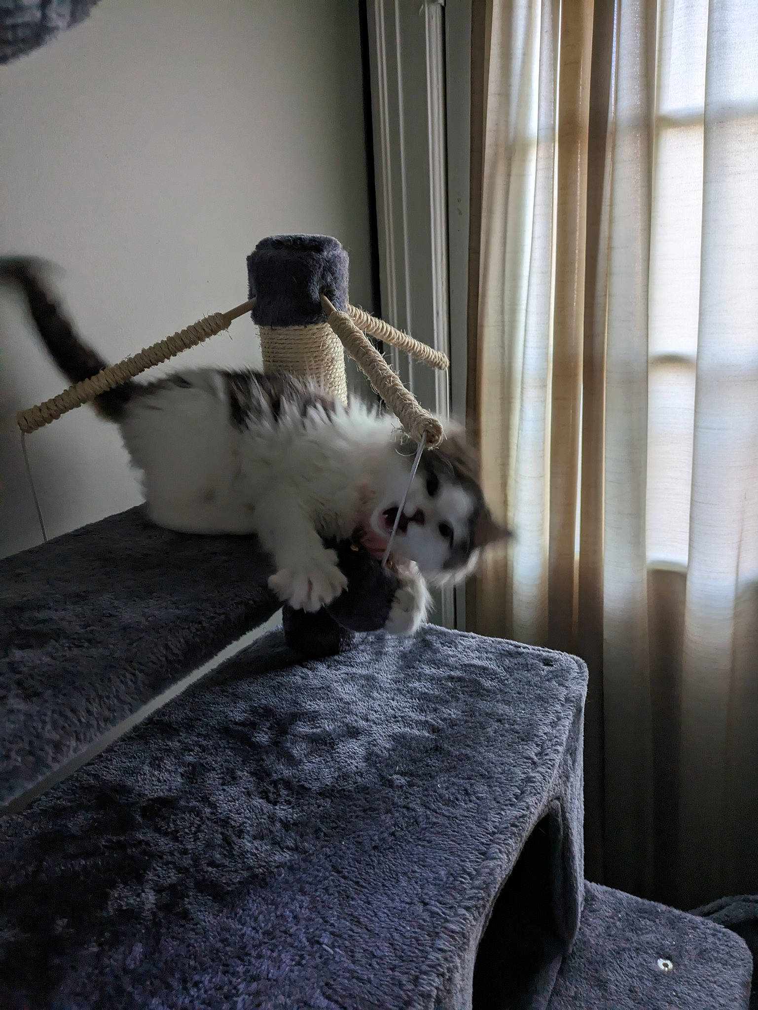 Poppy is registered to the contest to win money with this photo: beak, companion_dog, curtain, door, felidae, floor, flooring, fur, grey, hardwood, household_supply, pet_supply, room, small_to_medium_sized_cats, tail, textile, whiskers, window, window_treatment, wood