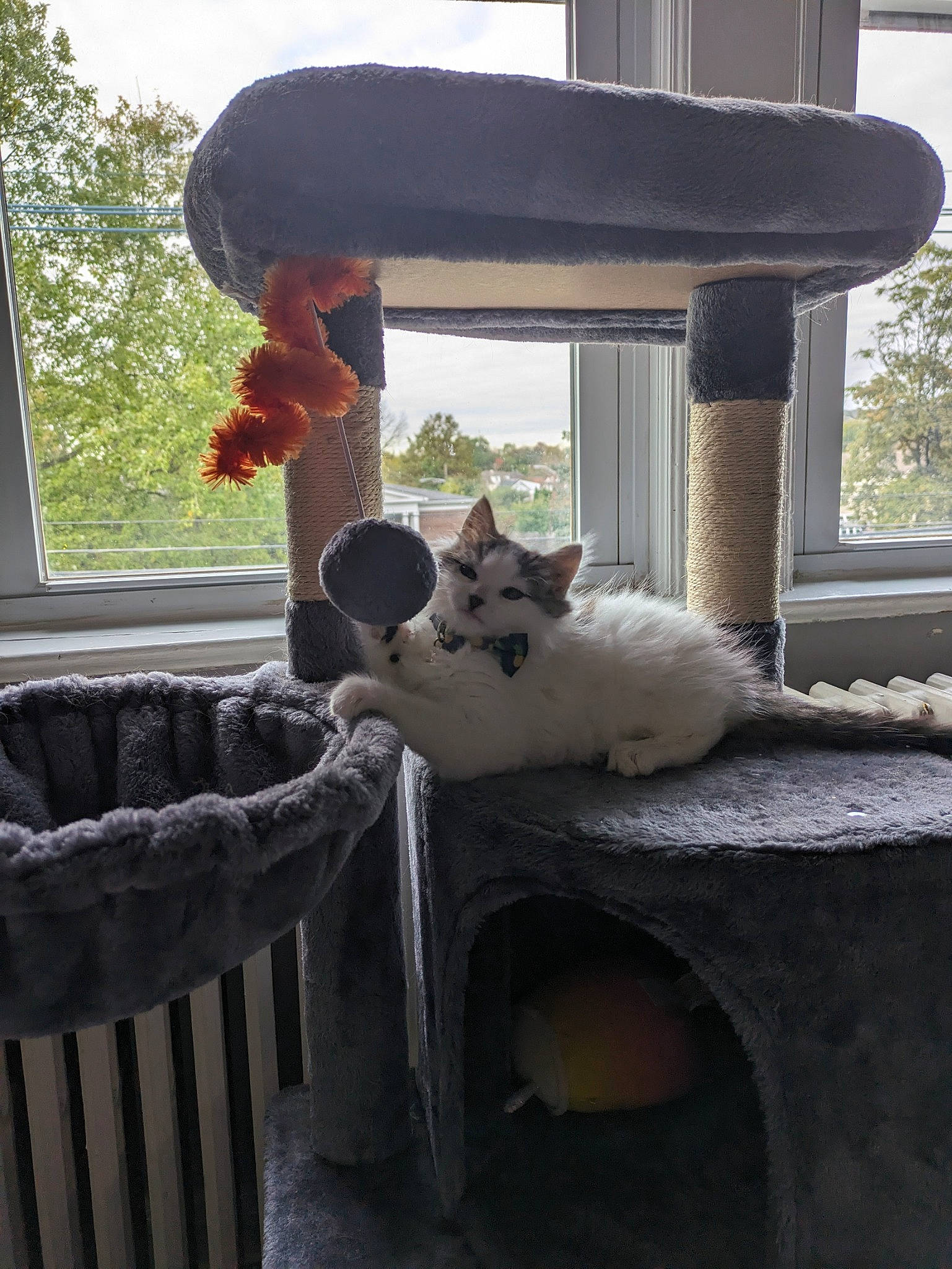 Poppy is registered to the contest to win money with this photo: building, carnivore, cat, cat_furniture, cat_supply, chair, domestic_short_haired_cat, felidae, fur, home, outdoor_furniture, plant, shade, small_to_medium_sized_cats, tail, tree, vertebrate, whiskers, window, wood