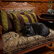 Princess joined the competition — help win amazing prizes! cat, gray_cat, couch, cushions, wooden_furniture, vintage, patterned_fabric, striped_cushions, indoor, plant, bamboo, side_table, wood_floor, cozy, pet, resting, furniture, decor, home, living_room