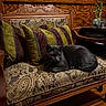 cat, gray_cat, couch, cushions, wooden_furniture, vintage, patterned_fabric, striped_cushions, indoor, plant, bamboo, side_table, wood_floor, cozy, pet, resting, furniture, decor, home, living_room