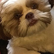 Yoshi is registered to the contest to win money with this photo: animal, brown, closeup, companion, cozy, cute, cute_pet, dog, domestic, face, fluffy, friendly, fur, indoor, laying_down, pet, portrait, relaxed, small_dog, white