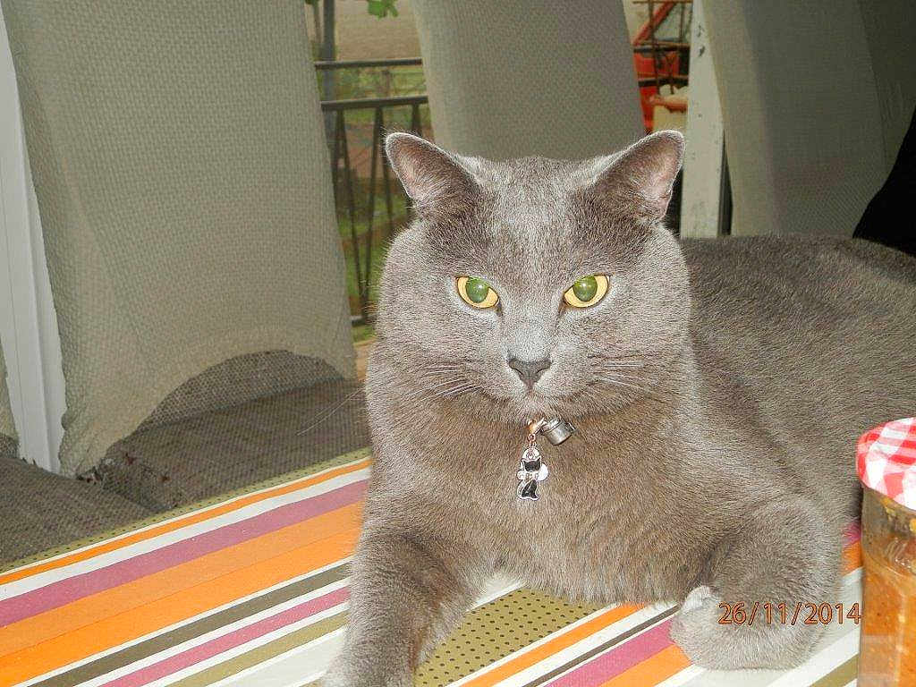 Gome participe au concours pour gagner de l'argent avec cette photo : cat, gray_cat, table, striped_tablecloth, collar, bell, charm, indoor, chair, window, greenery, pet, feline, animal, resting, looking, portrait, domestic, cute, whiskers