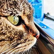 Invivo participe au concours pour gagner de l'argent avec cette photo : cat, close_up, face, eye, whiskers, fur, animal, pet, profile, window, reflection, nature, domestic_cat, mammal, looking, curious, indoor, soft_light, texture, green_eye