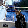 cat, boat, water, marina, sailboats, rope, sky, trees, outdoor, animal, pet, tabby_cat, leash, dock, daylight, nature, reflection, calm, travel, vacation