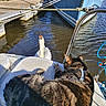 cat, swan, boat, water, dock, rope, sunlight, animal, pet, outdoor, feline, bird, harbor, marine, relaxing, daytime, nature, watercraft, curious, resting