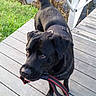 Neptune participe au concours pour gagner de l'argent avec cette photo : dog, black_dog, leash, wooden_dock, water, outdoor, pet, canine, grass, reflection, nature, playful, animal, summer, daylight, happy, looking_up, tail, collar, ready_to_walk