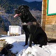 Neptune a rejoint le concours — aidez-le/la à gagner de superbes lots ! dog, black_dog, snow, mountain, outdoor, wooden_cabin, harness, sunlight, nature, sky, tongue_out, happy, winter, scenery, animal, pet, forest, rock, background, daytime
