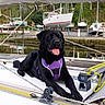 Neptune a rejoint le concours — aidez-le/la à gagner de superbes lots ! dog, black_dog, purple_harness, sailboat, marina, water, reflection, rope, winch, mast, greenery, trees, outdoor, pet, animal, canine, tongue_out, happy, boat_deck, leisure