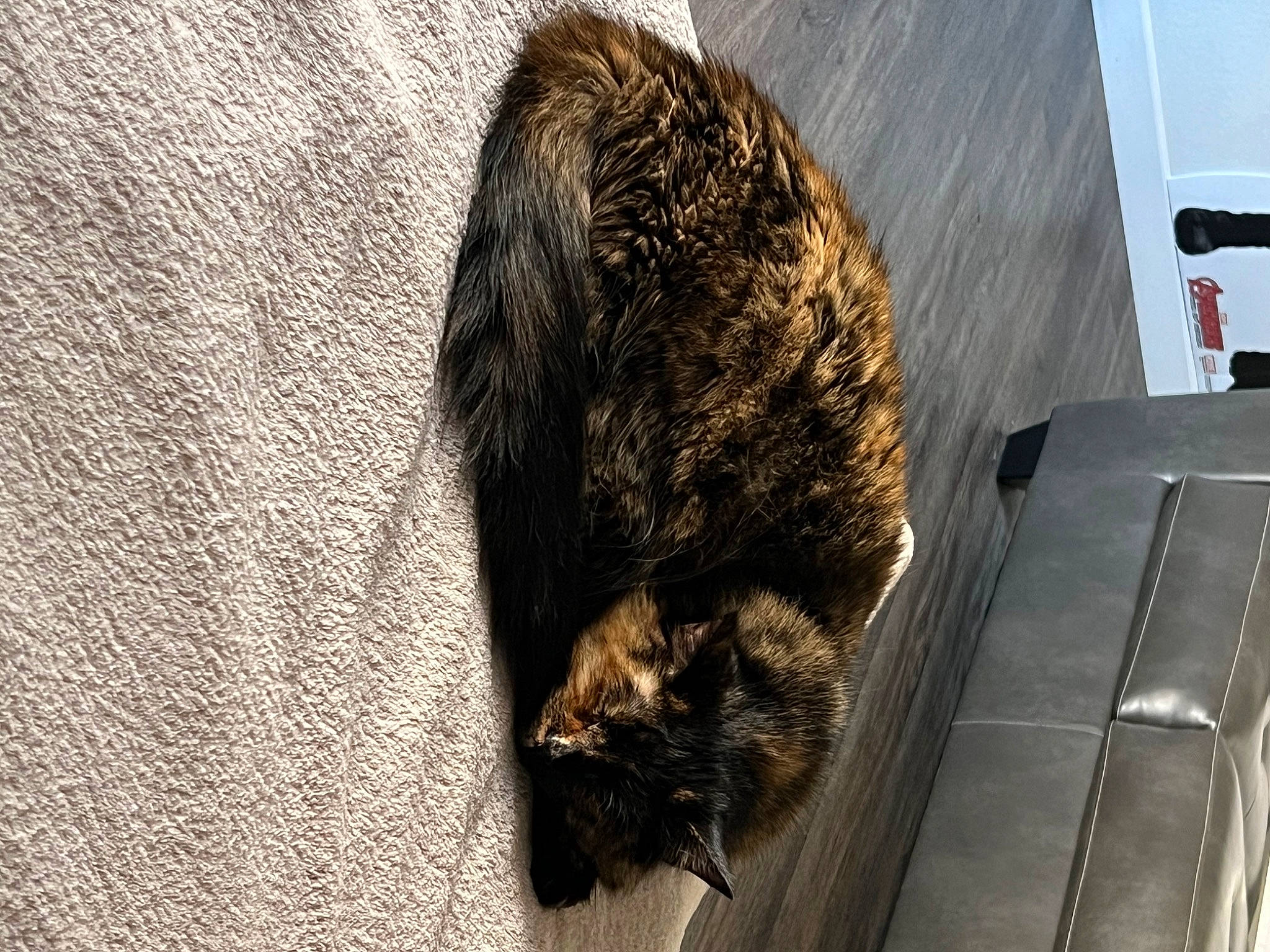 Serena joined the competition — help win amazing prizes! automotive_tire, black_cat, brown, canidae, carnivore, cat, claw, dog_breed, domestic_short_haired_cat, felidae, fur, paw, small_to_medium_sized_cats, snout, sporting_group, tail, terrestrial_animal, whiskers, wood