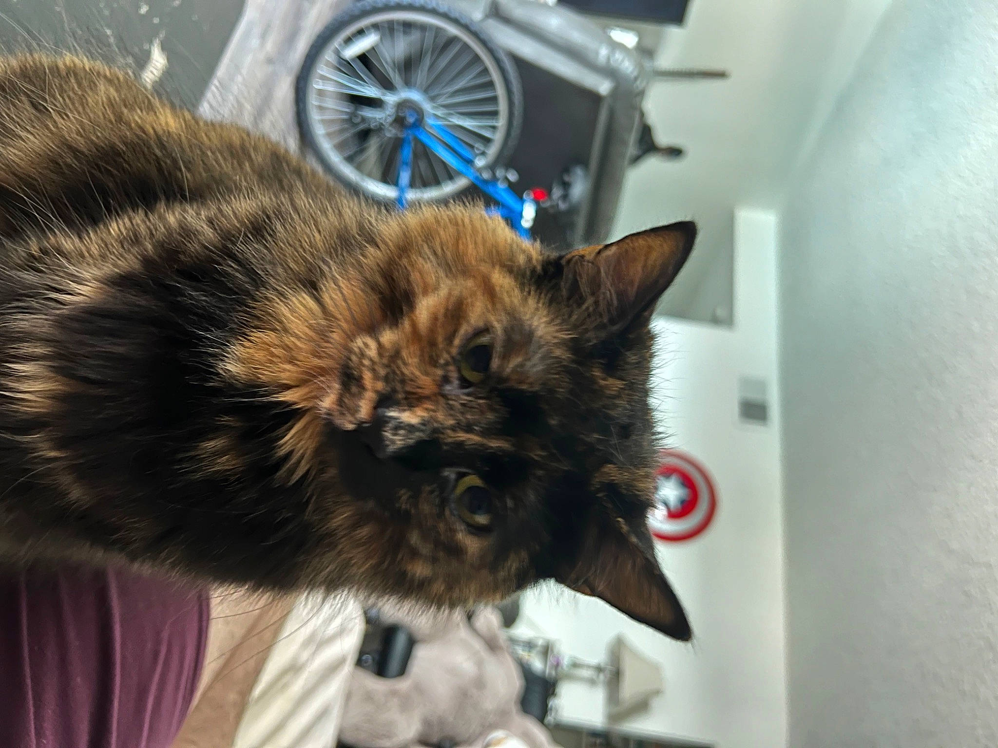 Serena is registered to the contest to win money with this photo: automotive_tire, bicycle, bicycle_frame, bicycle_tire, bicycle_wheel, bicycles_equipment_and_supplies, carnivore, cat, crankset, domestic_short_haired_cat, felidae, fur, rim, small_to_medium_sized_cats, snout, spoke, tire, vehicle, wheel, whiskers