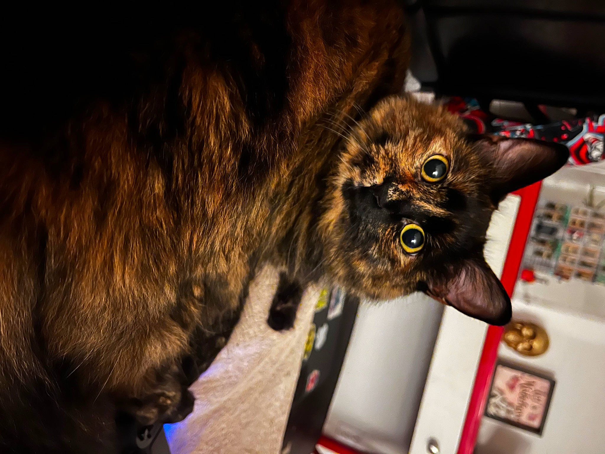 Serena joined the competition — help win amazing prizes! carnivore, cat, claw, domestic_short_haired_cat, ear, felidae, fur, paw, small_to_medium_sized_cats, snout, tail, terrestrial_animal, whiskers