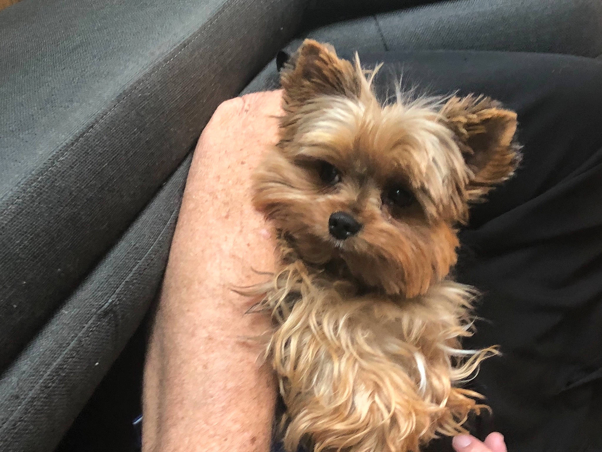 Maximus joined the competition — help win amazing prizes! biewer_terrier, canidae, carnivore, companion_dog, dog, dog_breed, dog_supply, fawn, fur, liver, maltepoo, non_sporting_group, small_terrier, snout, sporting_group, terrier, toy_dog, working_animal, yorkipoo, yorkshire_terrier