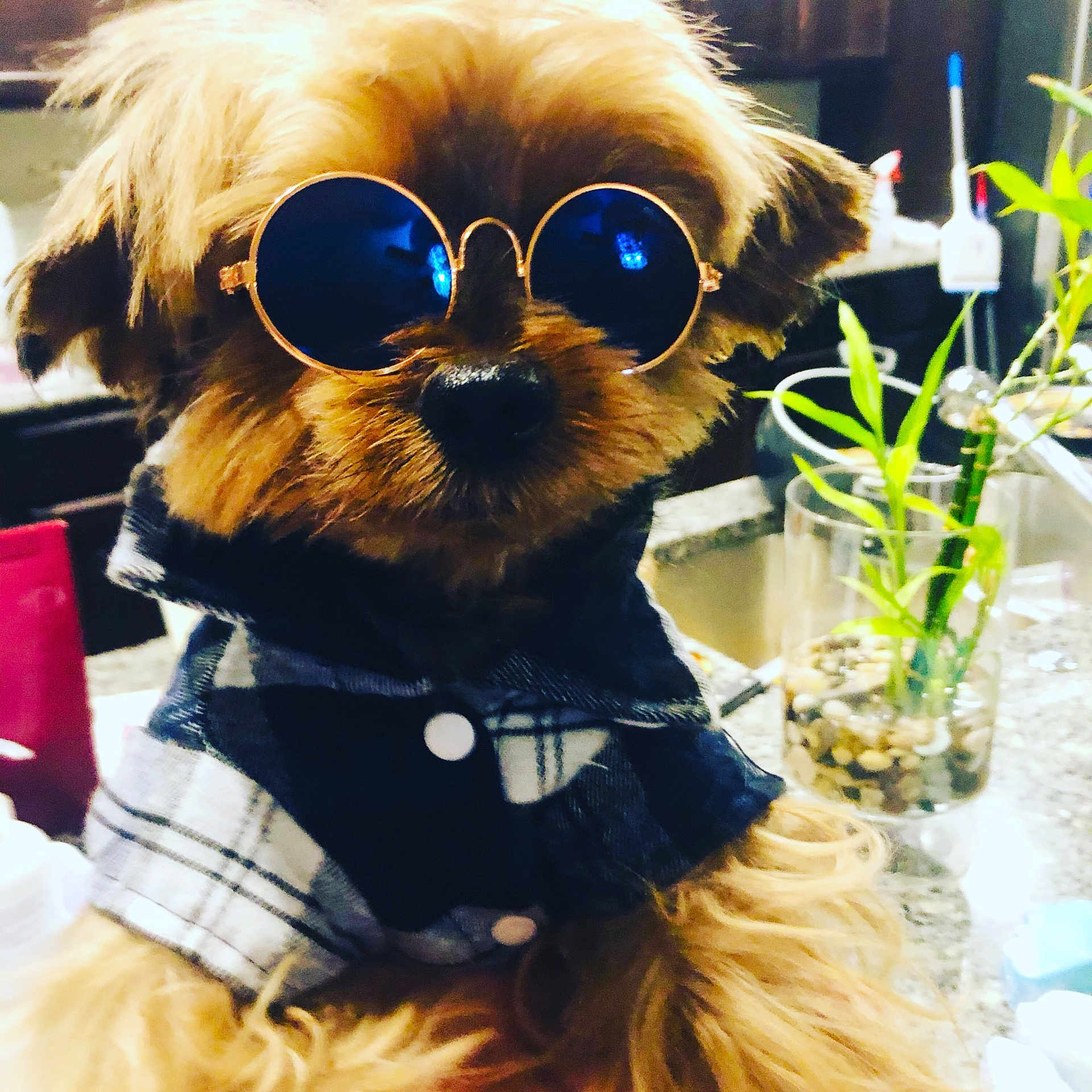 Maximus joined the competition — help win amazing prizes! carnivore, collar, companion_dog, dog, dog_breed, dog_clothes, dog_collar, dog_supply, eyewear, fawn, flowerpot, goggles, plant, snout, sunglasses, textile, toy, toy_dog, vision_care, whiskers