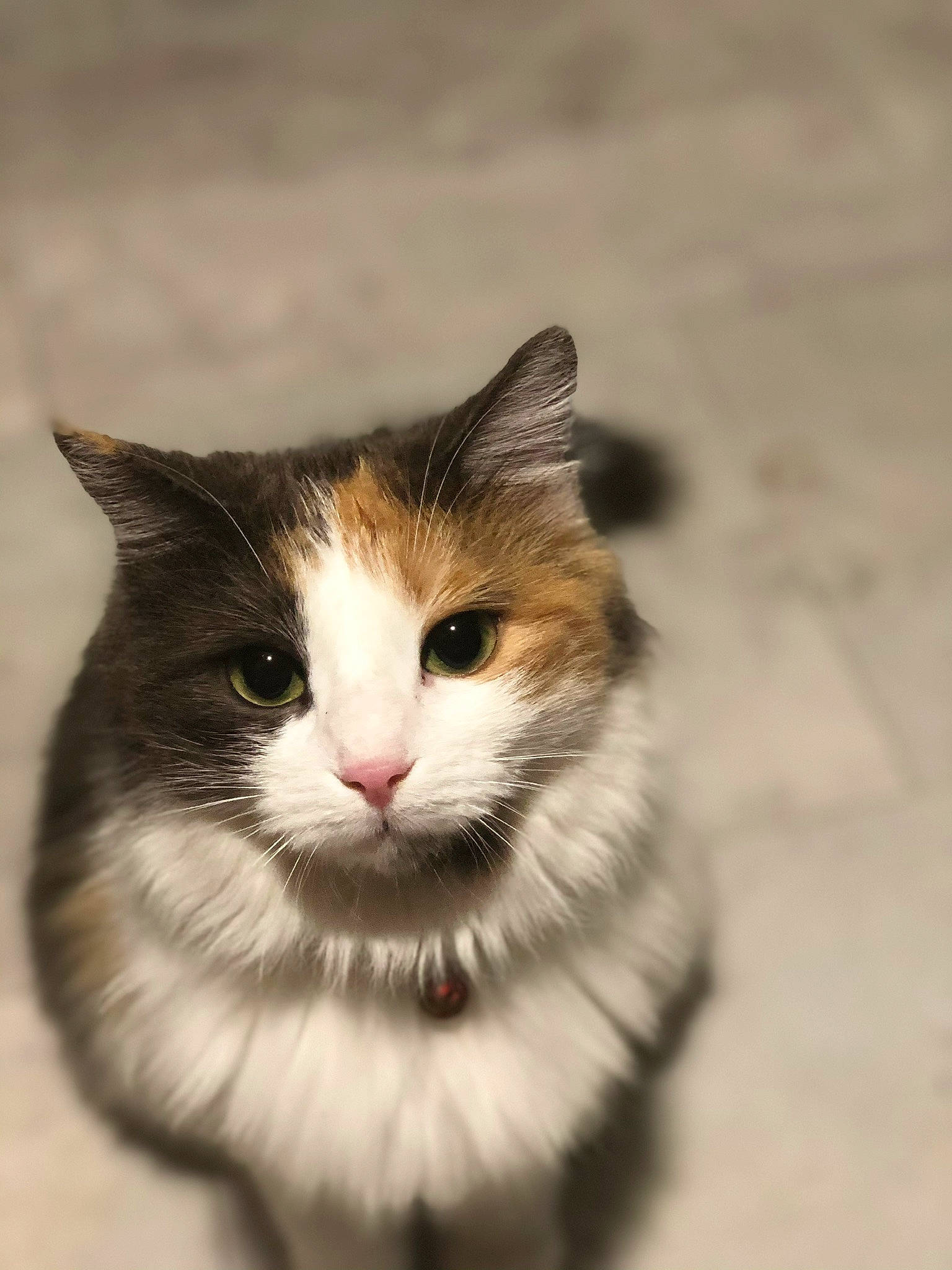 Haru a rejoint le concours — aidez-le/la à gagner de superbes lots ! art, carnivore, cat, domestic_short_haired_cat, eye, felidae, fur, grass, monochrome_photography, plant, small_to_medium_sized_cats, snout, terrestrial_animal, tree, whiskers, wood